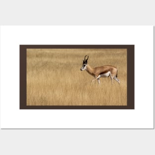 Springbok walking. Posters and Art